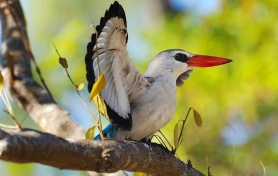 Chuiba Bay Lodge بيمبا المظهر الخارجي الصورة